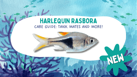 Harlequin Rasbora Care Guide: Tank Mates and More!
