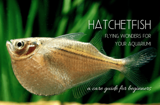 Hatchetfish Care Guide: A Deep Dive into Aquarium’s Flying Wonders