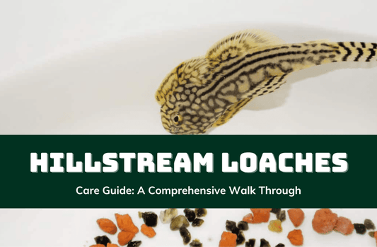 Hillstream Loach Care Guide: The Perfect Aquarium Vacuum