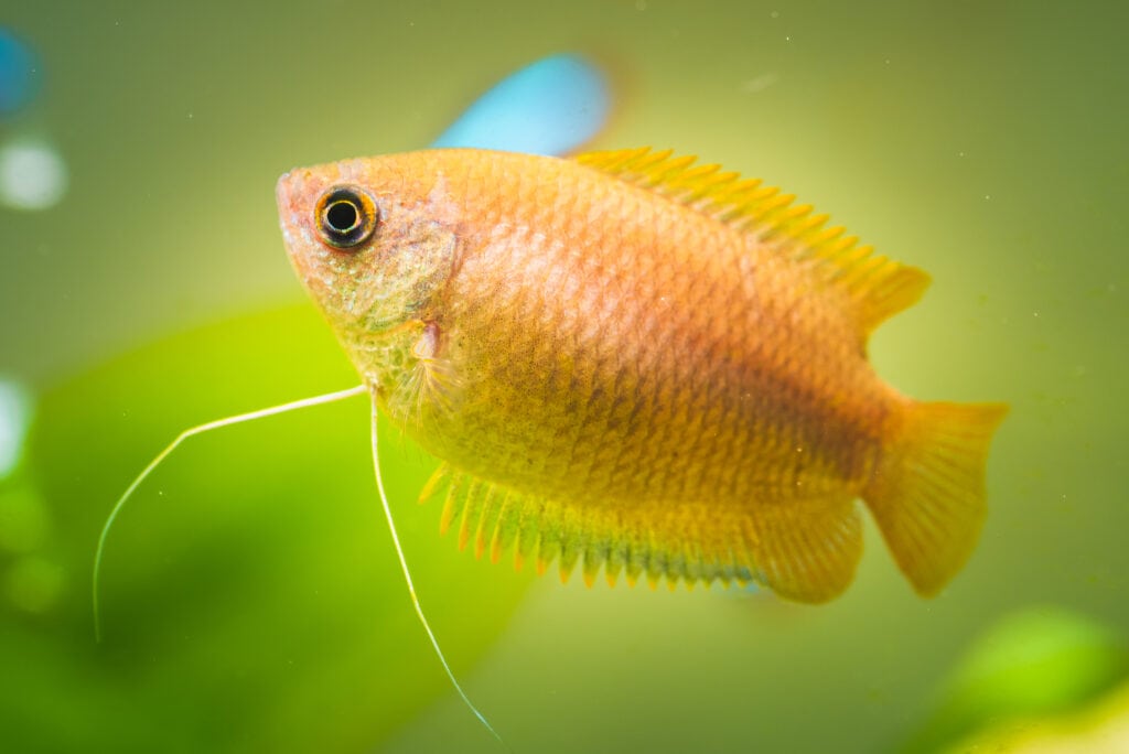 Honey Gourami Care Guide: Diet, Tank Mates and More! (2024) – Aquariums ...