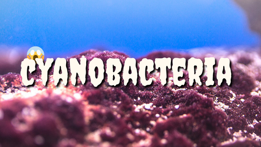 How To Get Rid of Cyanobacteria in a Reef Tank