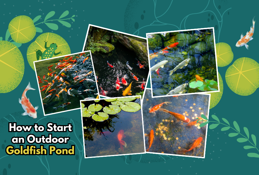 How to Start an Outdoor Goldfish Pond (2024)