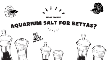 How to Use Aquarium Salt for Bettas? (December 2023)