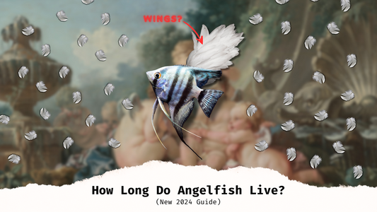 How Long Do Angelfish Live? (New 2024 Guide)