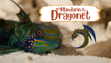 Mandarin Dragonet Care Guide (April 2024)