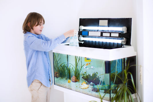 A Step-by-Step Guide to Cycling a Fish Tank