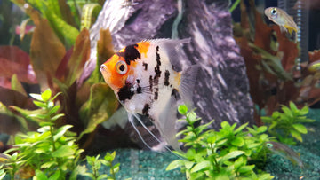 Freshwater Angelfish Care Guide