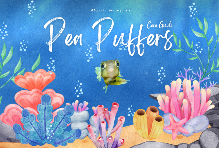 Pea Puffers Care Guide: Everything You Need! (August 2024)