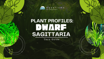 Plant Profiles: Dwarf Sagittaria Care Guide (April 2024)