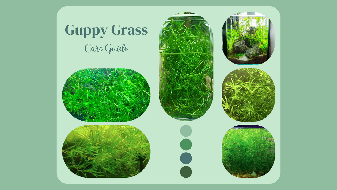 Plant Profiles: Guppy Grass Care Guide (2024 Guide)
