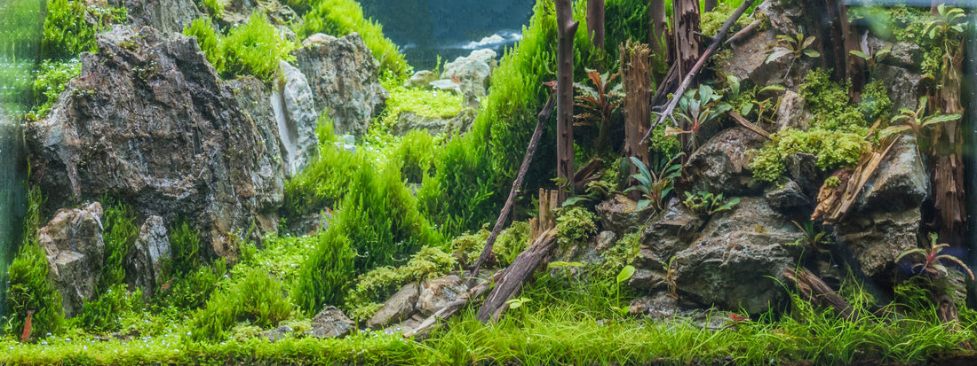 Best Freshwater Aquarium Plants For Beginners (2024 Guide)