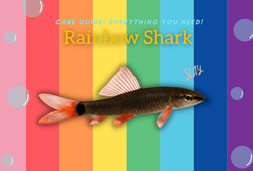 Rainbow Shark Care Guide: Everything You Need! (May 2023)