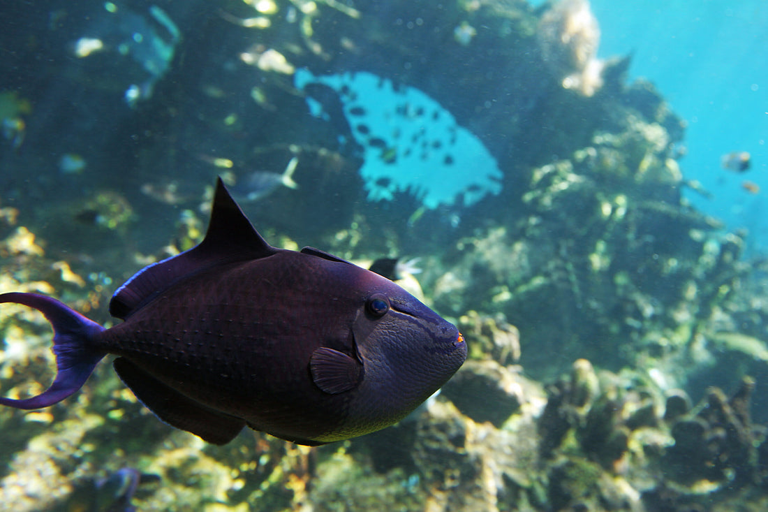 Niger Triggerfish: The Ultimate Care Guide for 2024! – Aquariums For ...