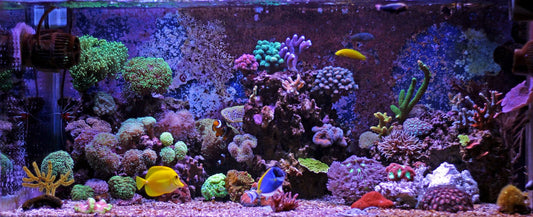 Reef Tanks for Beginners – Everything to Know in 2024!