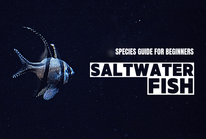 Salt Watch Fish Peaceful Saltwater Fish for a Beginner Aquarium – Aquariums For Beginners