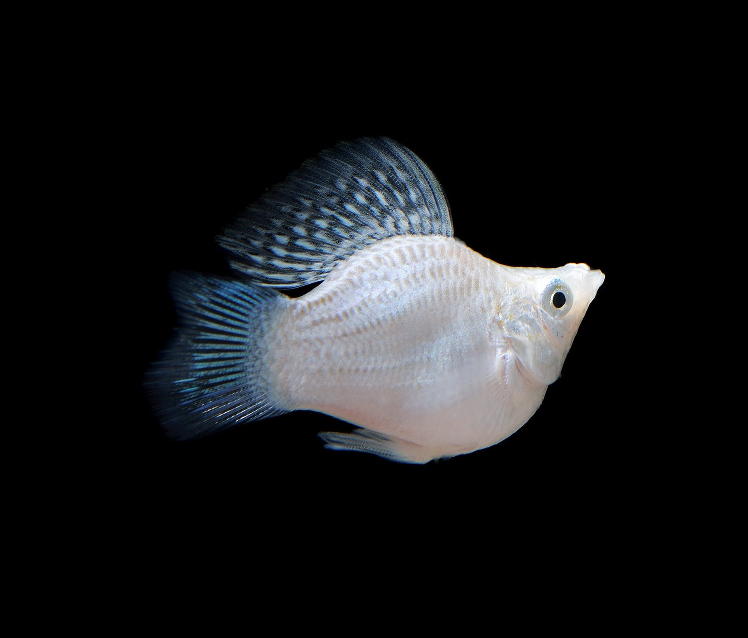 Belun Fish The Definitive Balloon Molly Care Guide (2024) – Aquariums For Beginners