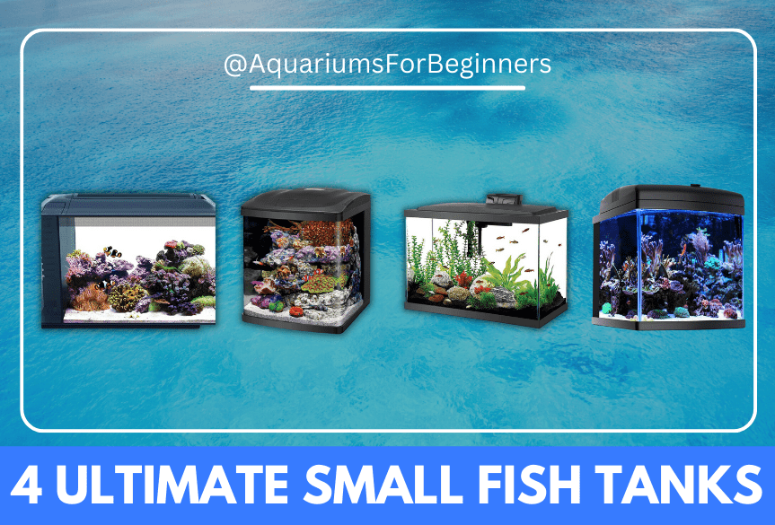 Small Saltwater Fish Tank: The Best Options in 2024 – Aquariums For ...