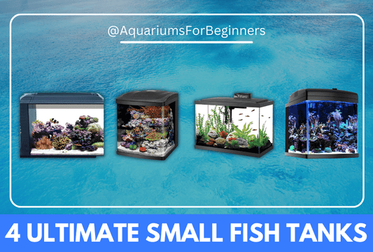 Small Saltwater Fish Tank: The Best Options in 2023
