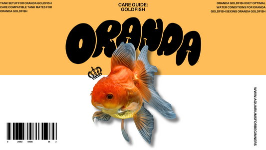 The Definitive Oranda Goldfish Care Guide (2024)