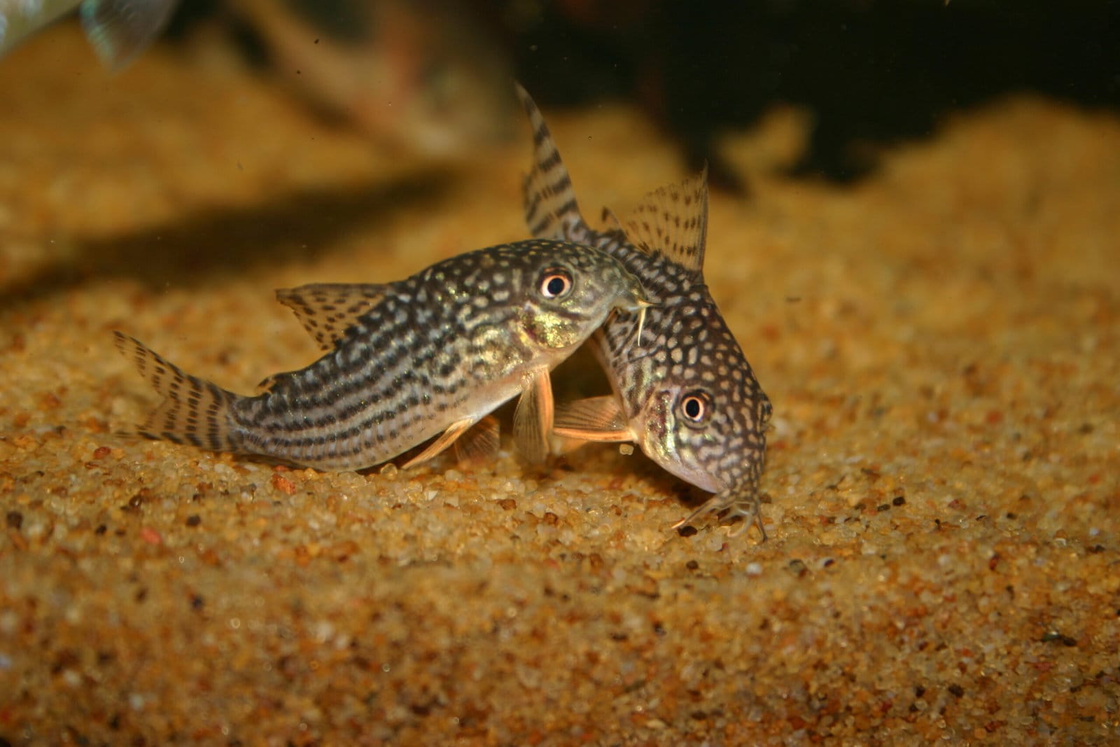 What to Feed Your Cory Catfish – Aquariums For Beginners