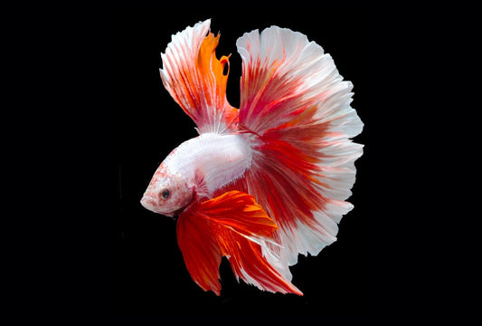 Betta Fish – The Complete Beginner Guide!