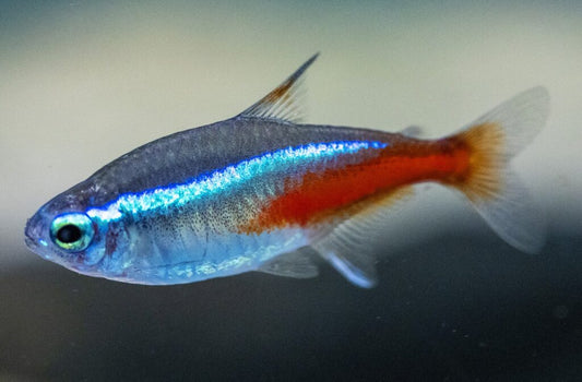 Neon Tetra: You’ll Love These In Your Tank