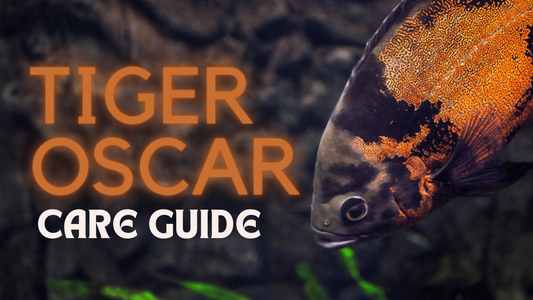 Tiger Oscar Fish Care Guide