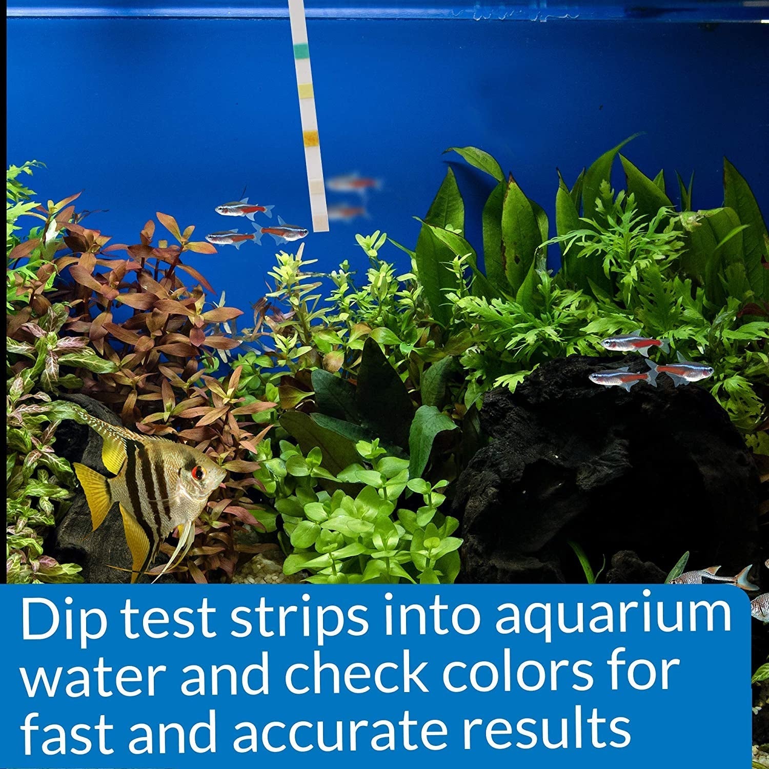 API 5 in 1 Aquarium Test Strips for Freshwater and Saltwater Aquariums Aquariums For Beginners