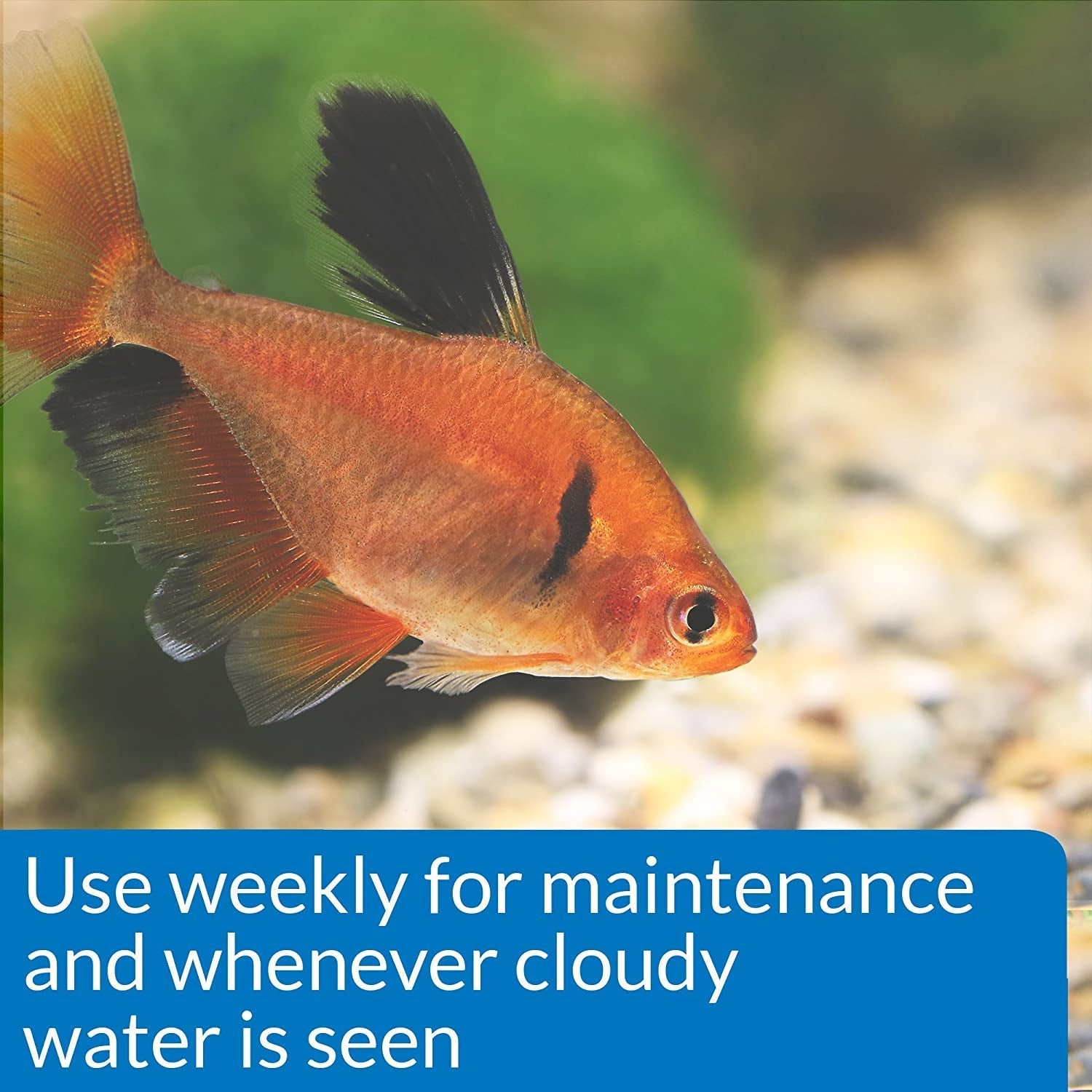 API Accu-Clear Clears Cloudy Aquarium Water Aquariums For Beginners