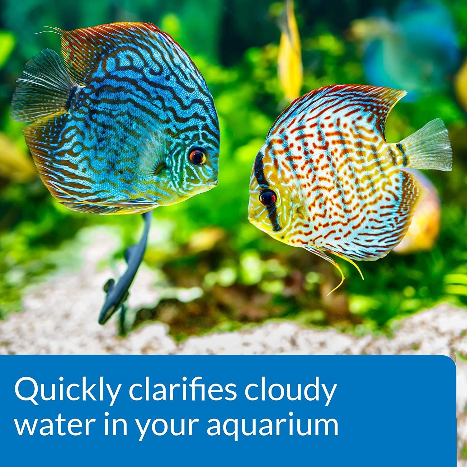 API Accu-Clear Clears Cloudy Aquarium Water Aquariums For Beginners