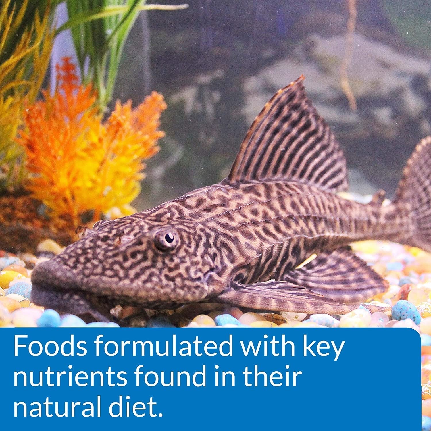 API Algae Eater Sinking Wafers Fish Food Aquariums For Beginners