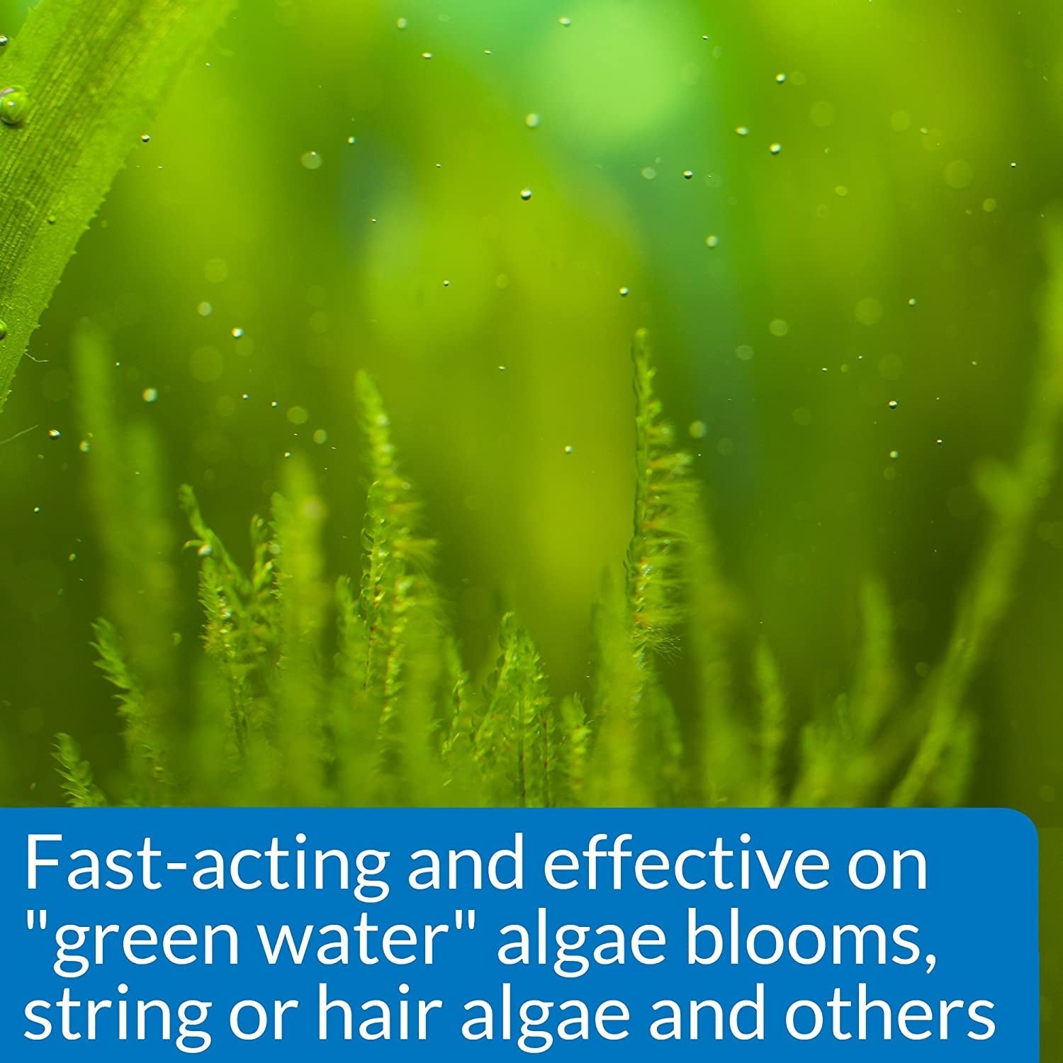 API AlgaeFix Controls Algae Growth for Freshwater Aquariums Aquariums For Beginners