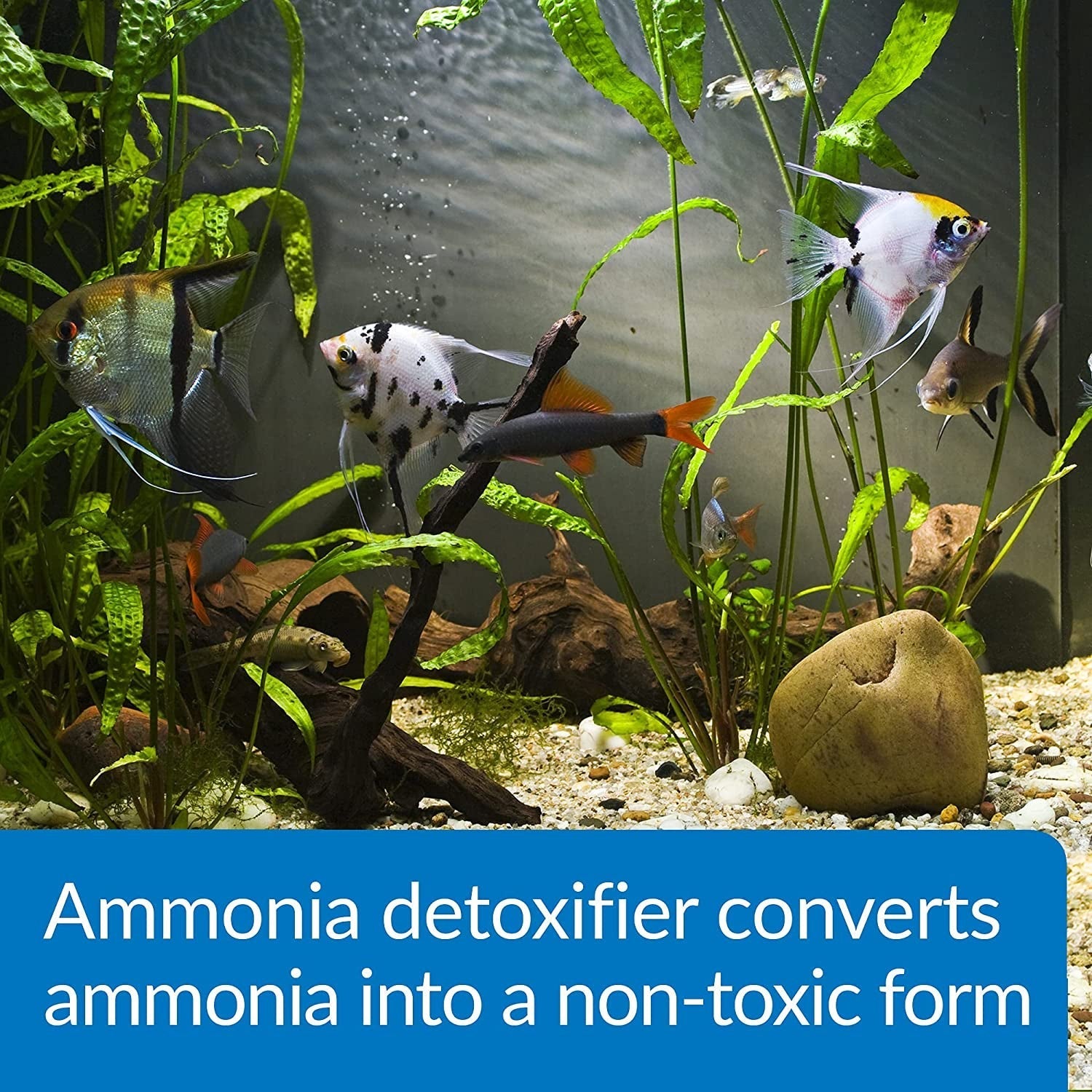 API Ammo Lock Detoxifies Aquarium Ammonia Aquariums For Beginners