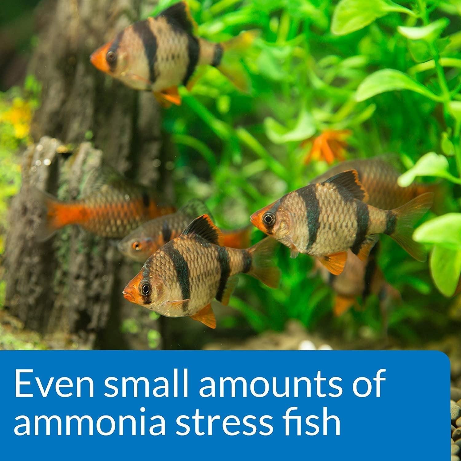 API Ammonia NH3/NH4+ Test Kit Aquariums For Beginners