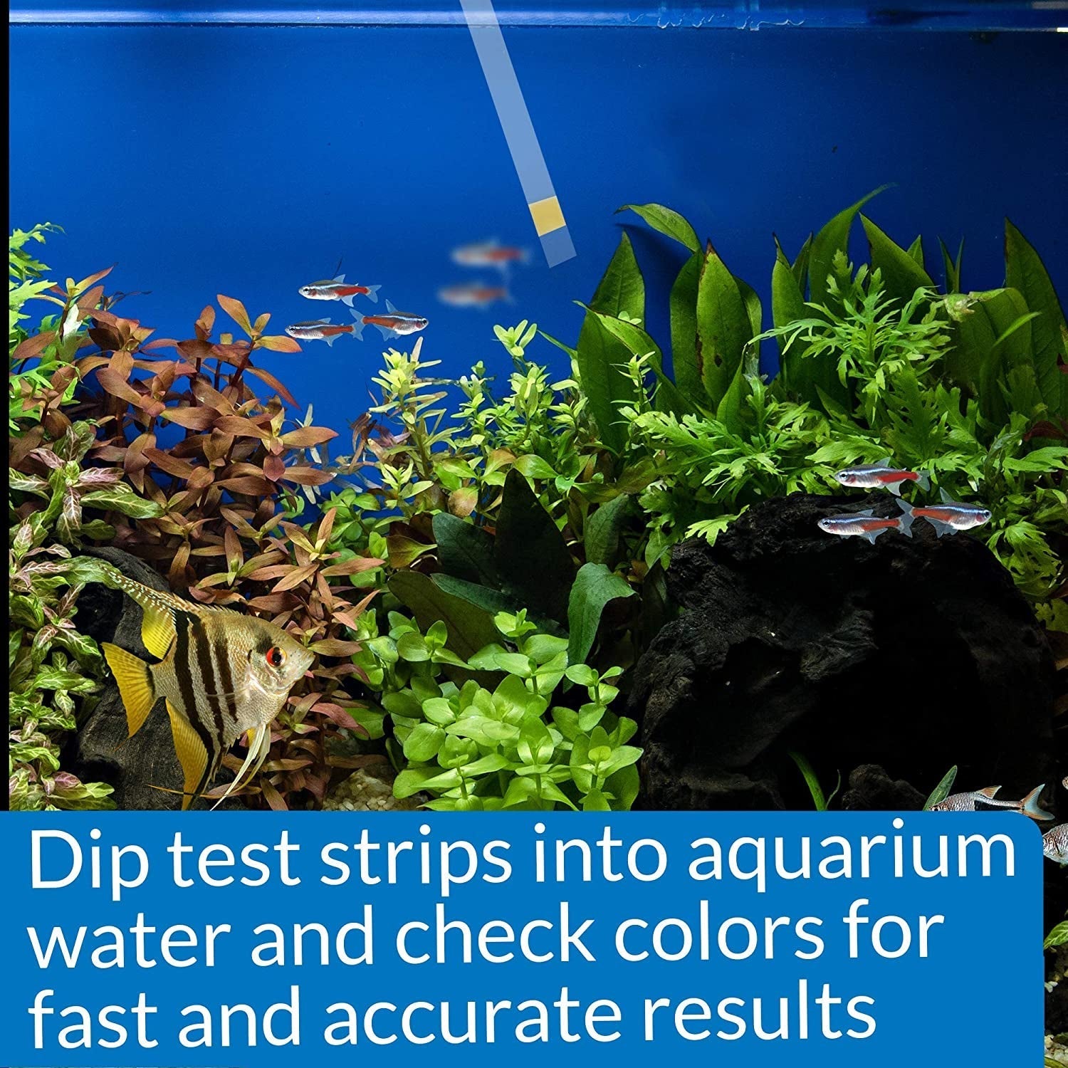 API Ammonia Test Strips NH3 / NH4 for Freshwater and Saltwater Aquariums Aquariums For Beginners