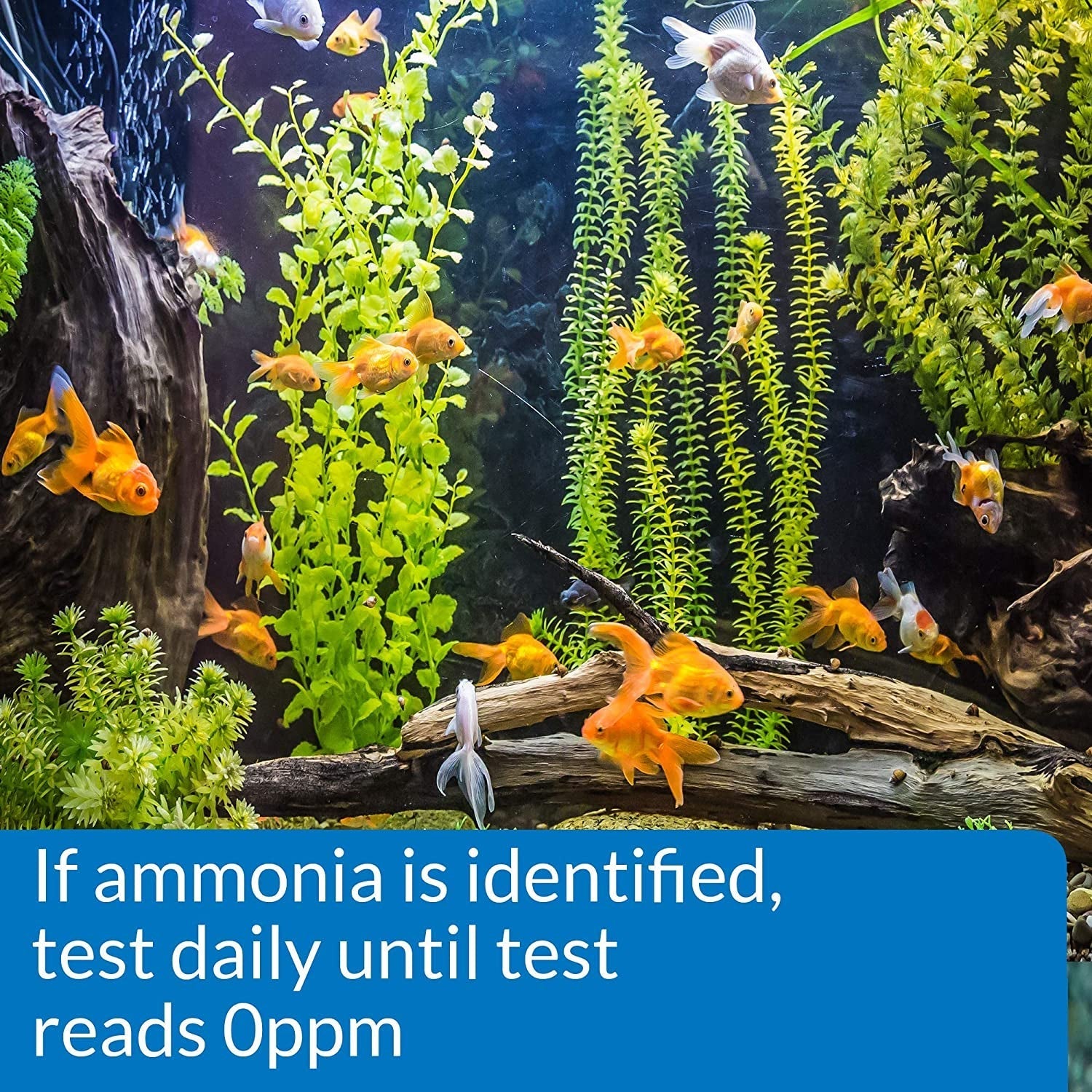 API Ammonia Test Strips NH3 / NH4 for Freshwater and Saltwater Aquariums Aquariums For Beginners