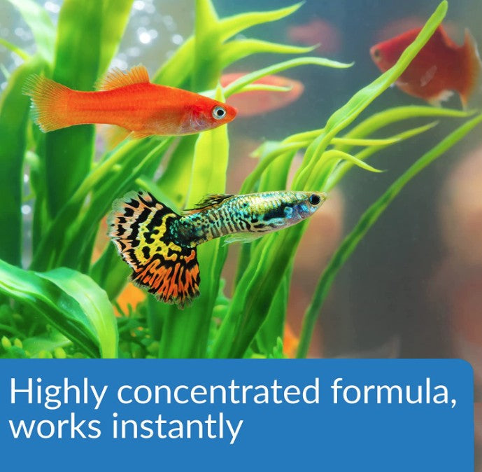 API Aqua Essential All-in-One Concentrated Water Conditioner Aquariums For Beginners