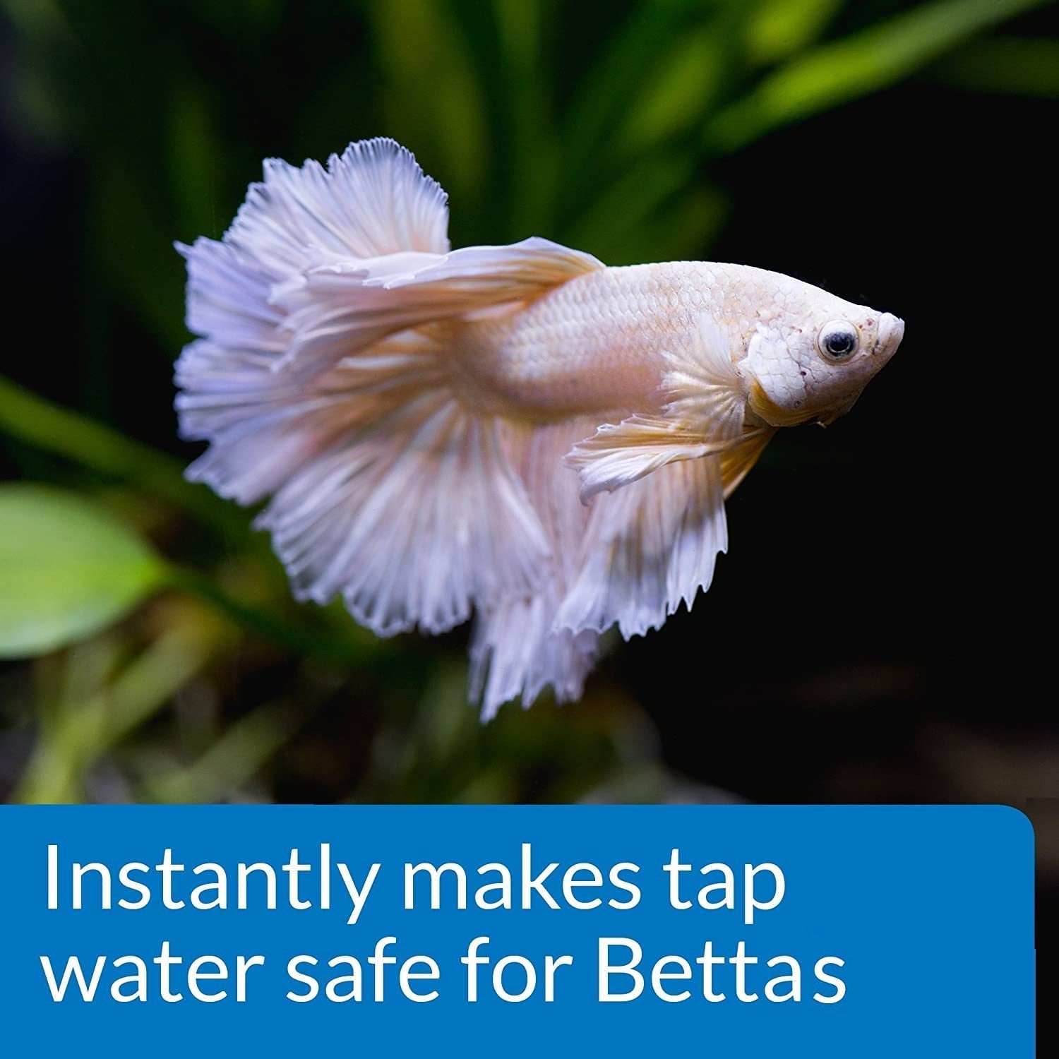 API Betta Water Conditioner Makes Tap Water Safe Aquariums For Beginners