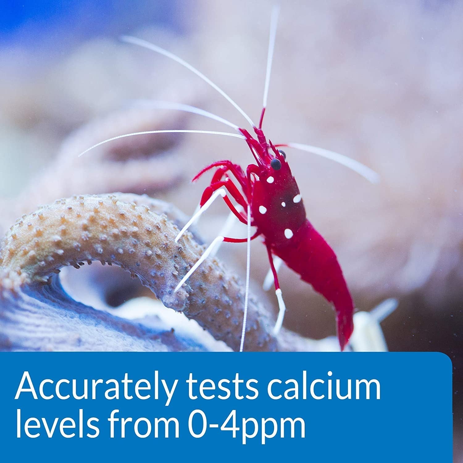 API Calcium Ca2+ Test Kit for Healthy Coral Growth Aquariums For Beginners