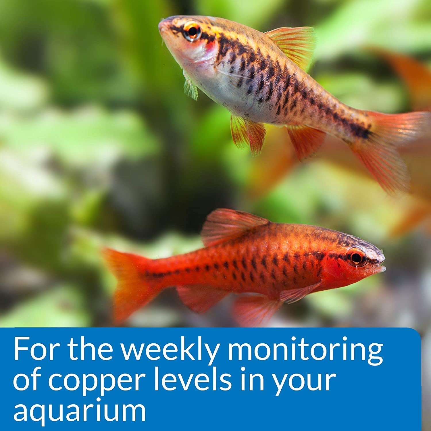 API Copper Cu+ Test Kit Monitor Copper when Medicating in Freshwater and Saltwater Aquariums Aquariums For Beginners