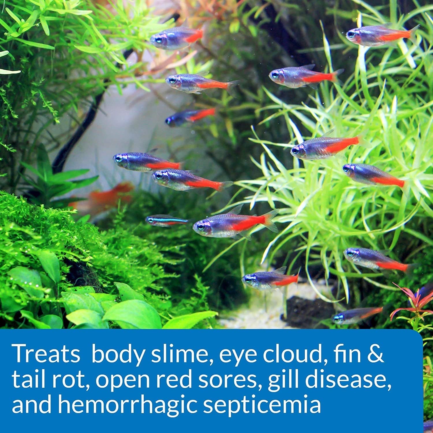 API Fin and Body Cure Treats Bacterial Fish Disease External and Internal Aquariums For Beginners