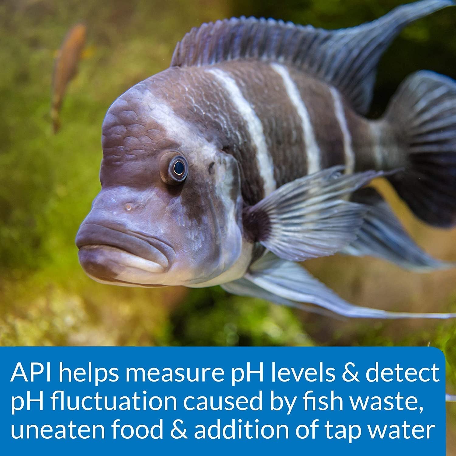 API High Range pH Test Kit for Goldfish, Marine and African Cichlids Aquariums For Beginners