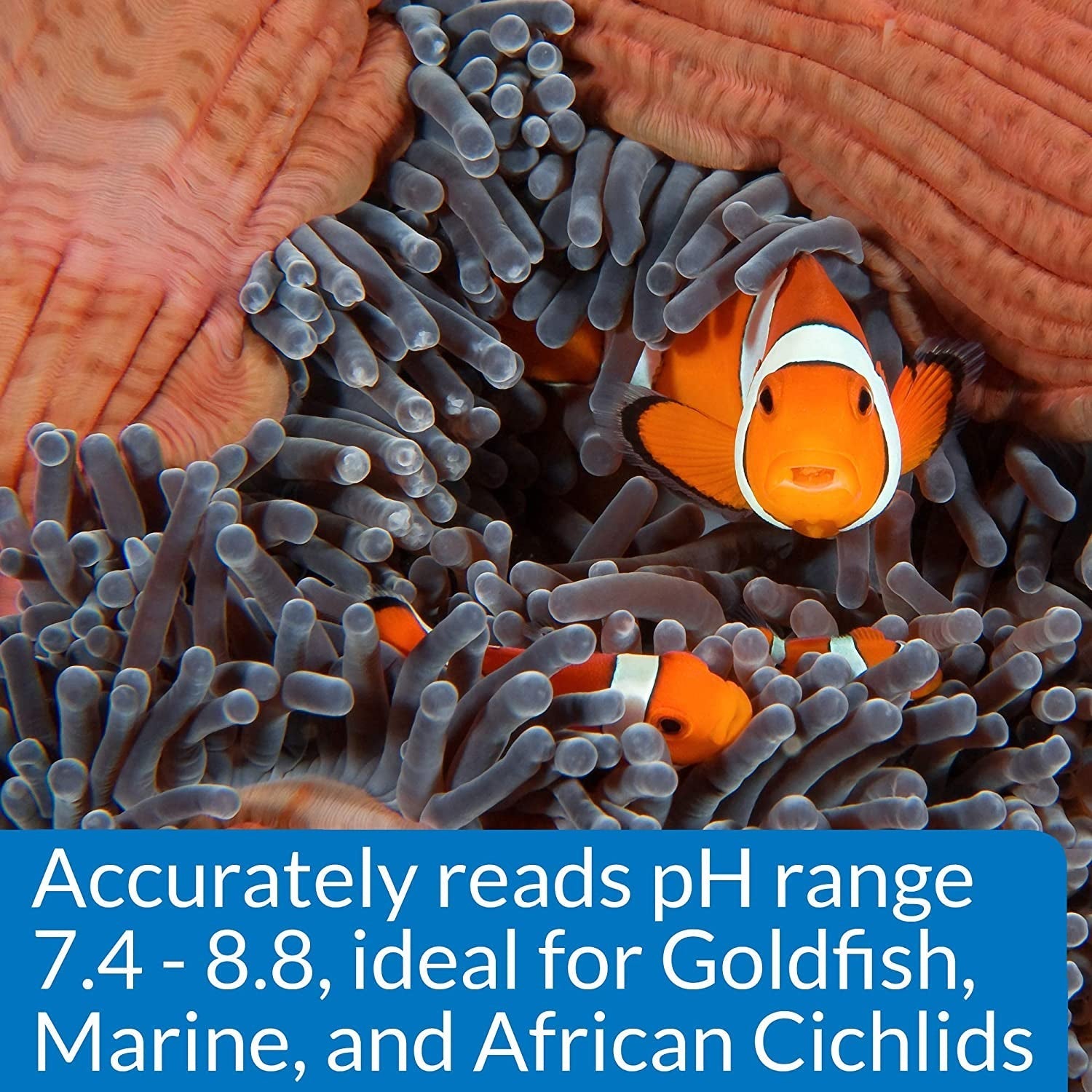 API High Range pH Test Kit for Goldfish, Marine and African Cichlids Aquariums For Beginners