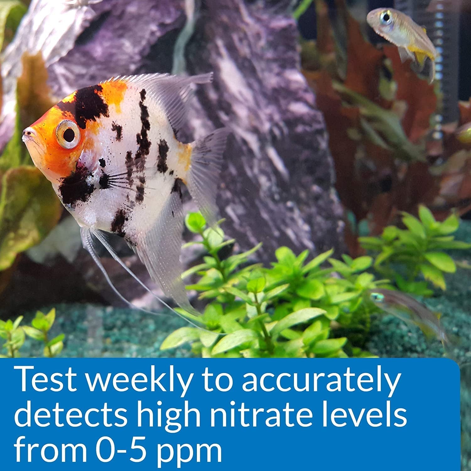 API Nitrite NO2 Test Kit Helps Prevent Fish Loss in Freshwater and Saltwater Aquariums Aquariums For Beginners