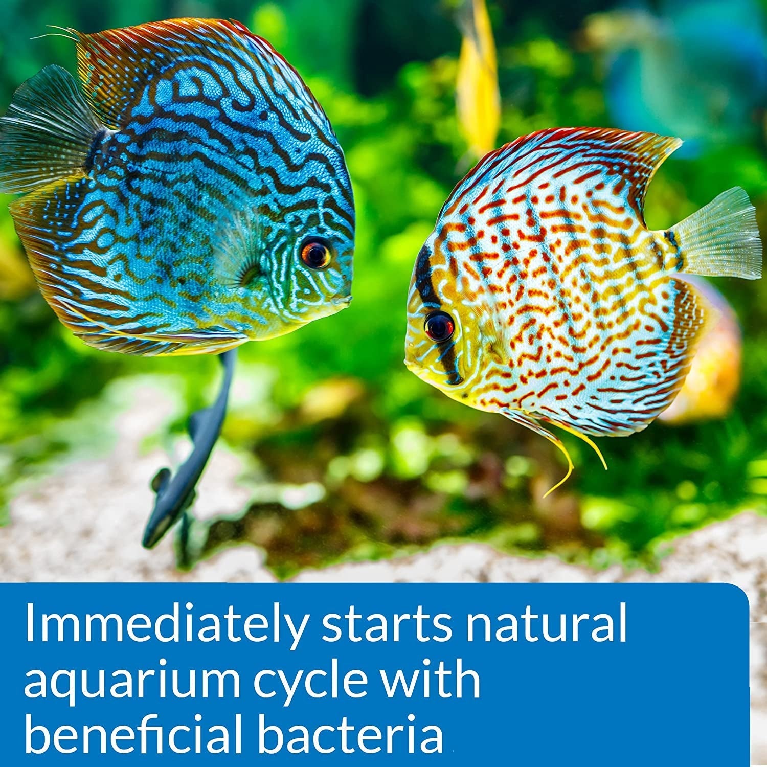 API Quick Start Water Conditioner Aquariums For Beginners