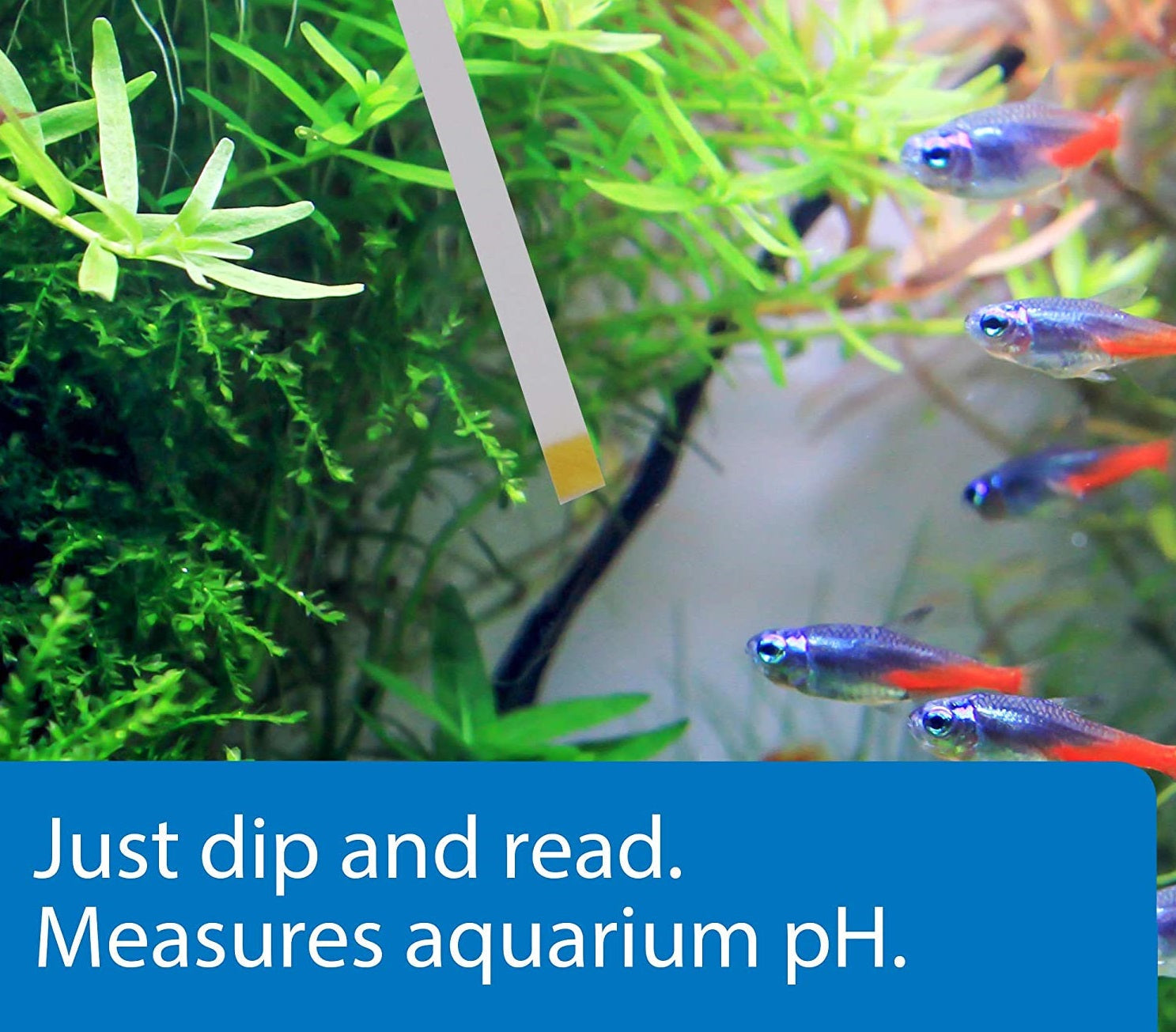 API pH Test Strips for Freshwater and Saltwater Aquariums Aquariums For Beginners