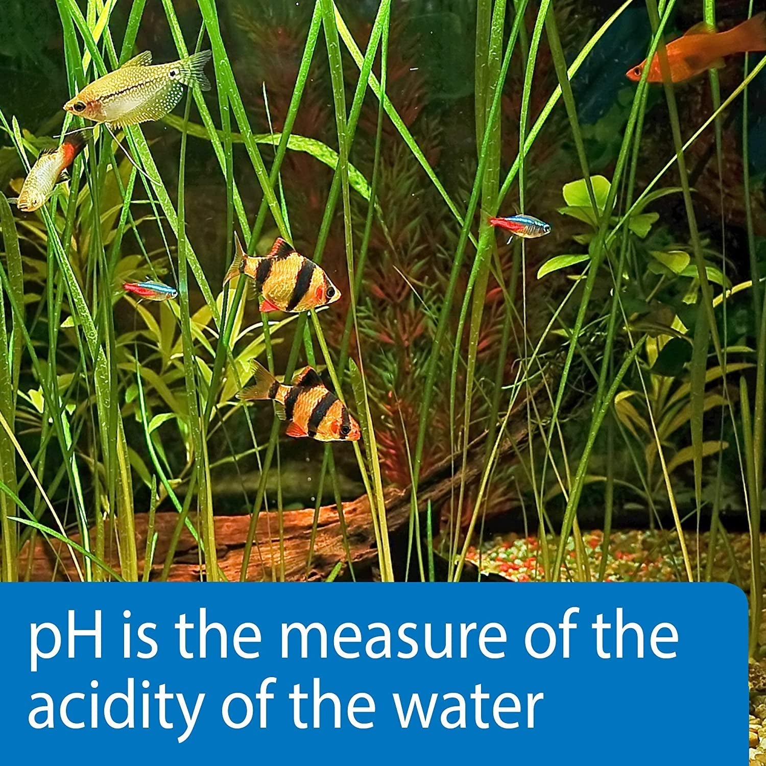 API pH Test Strips for Freshwater and Saltwater Aquariums Aquariums For Beginners