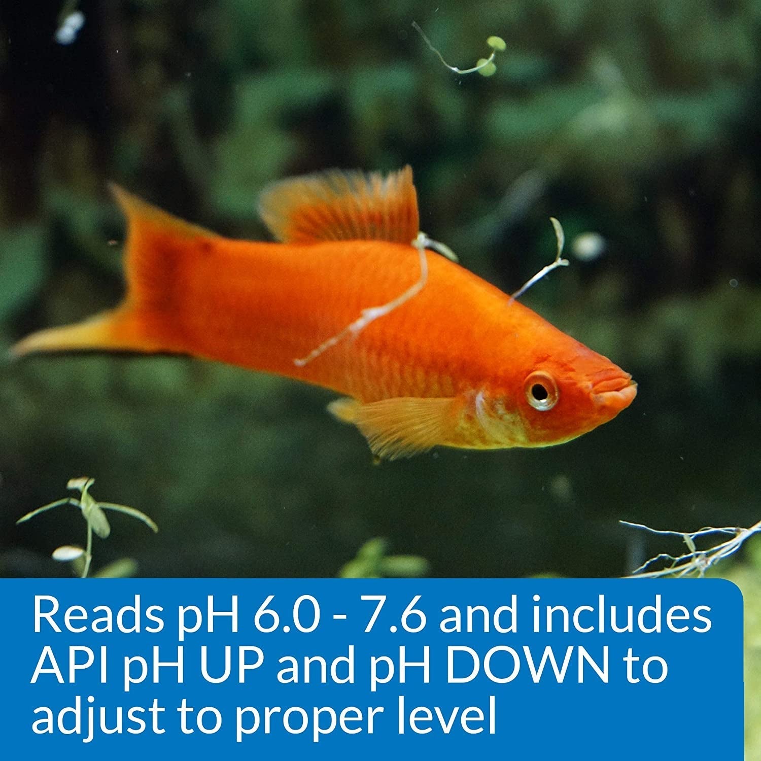 API pH Test and Adjuster Kit for Freshwater Aquariums Aquariums For Beginners