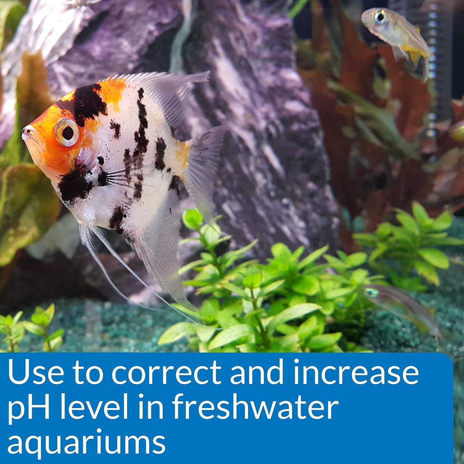 API pH Up Raises Aquarium pH for Freshwater Aquariums Aquariums For Beginners