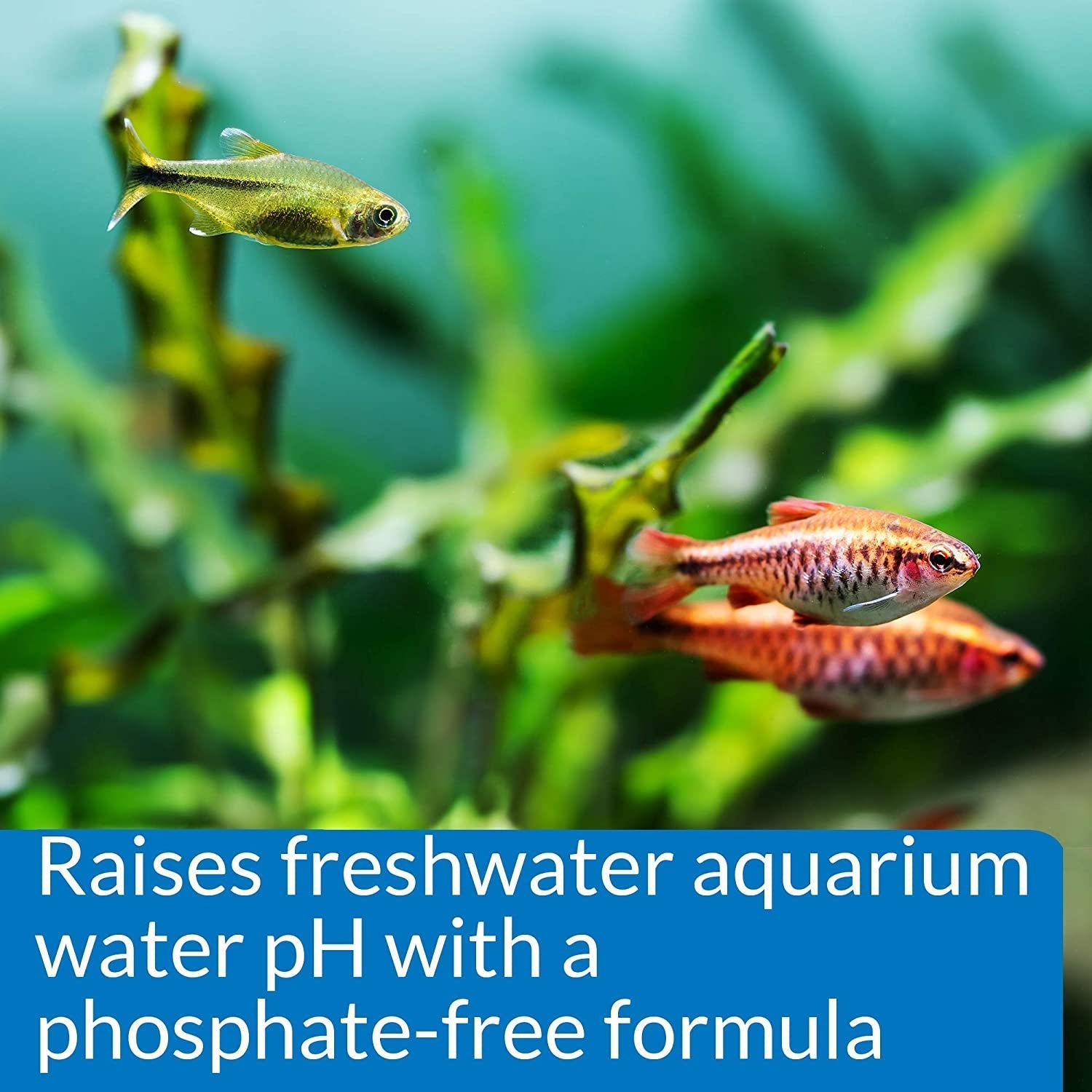 API pH Up Raises Aquarium pH for Freshwater Aquariums Aquariums For Beginners